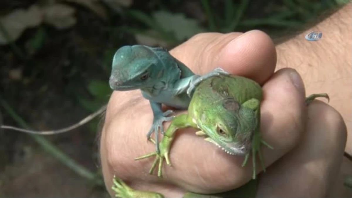 Bursa Hayvanat Bahçesi\'nde Sevimli İguana Yavruları Dünyaya Geldi