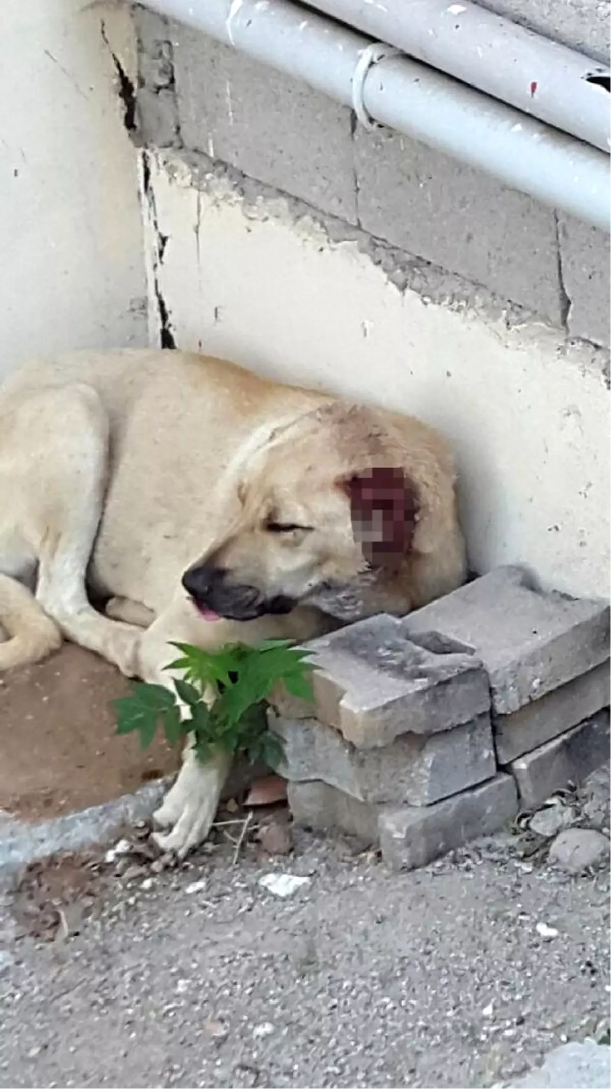 Sokak Köpeğinin Kulaklarını Kestiler