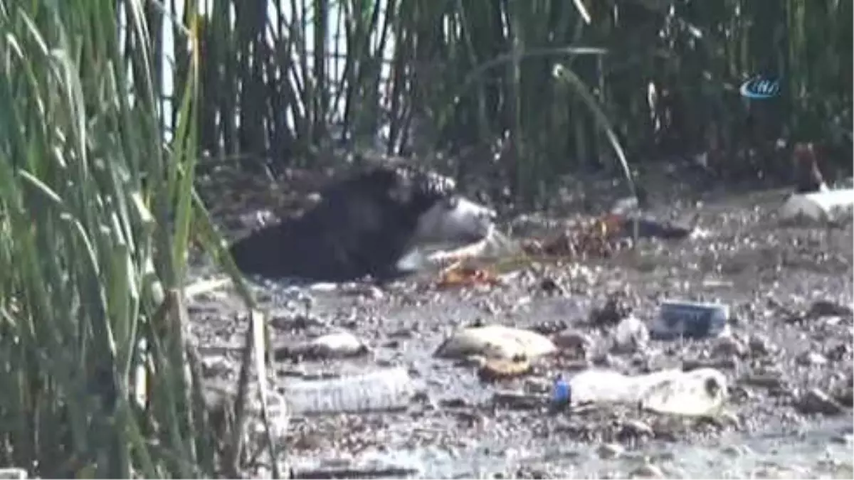 Vatandaşlar Seferber Oldu, Fırat Nehri\'ne Düşen 2 Köpek Tekne Yardımıyla Kurtarıldı