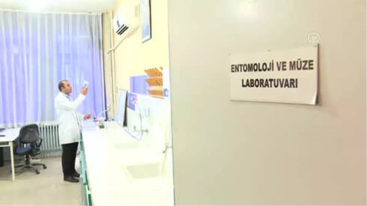 Paederus Böceği Zehri Kansere Umut Işığı Olabilir"