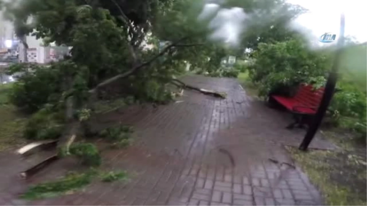 Rusya\'da Kasırga Ağaçları Köklerinden Söktü