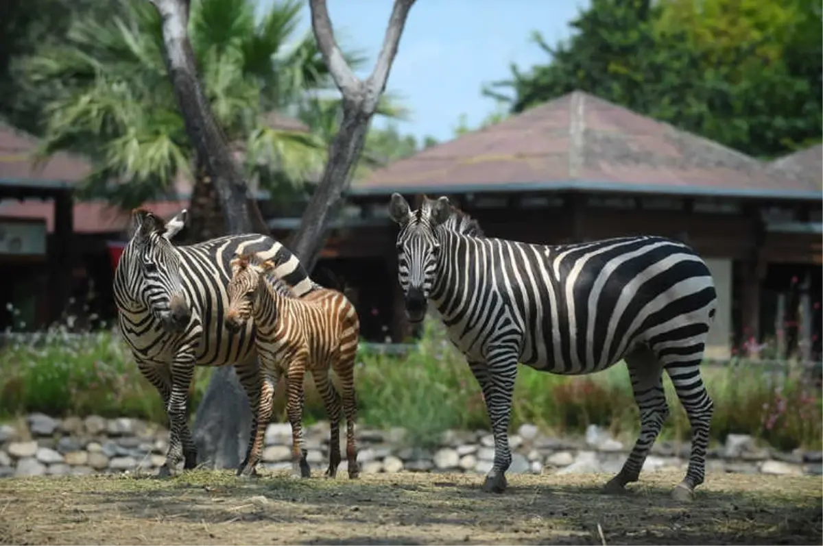 Zebra Yavrusu İlgi Odağı Oldu