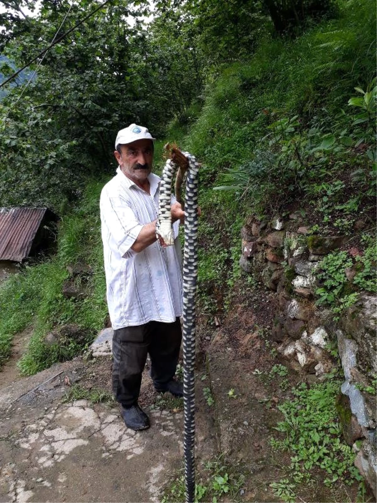 Dünyanın En Zehirli Yılanını Evinde Gören Trabzonlu, Sopayla Vurarak Öldürdü