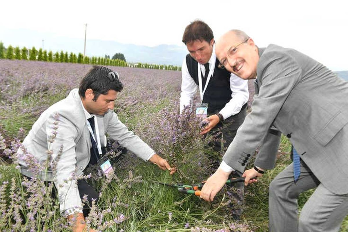 Burhaniye\'de Tarladan Hasada Aromaterapi