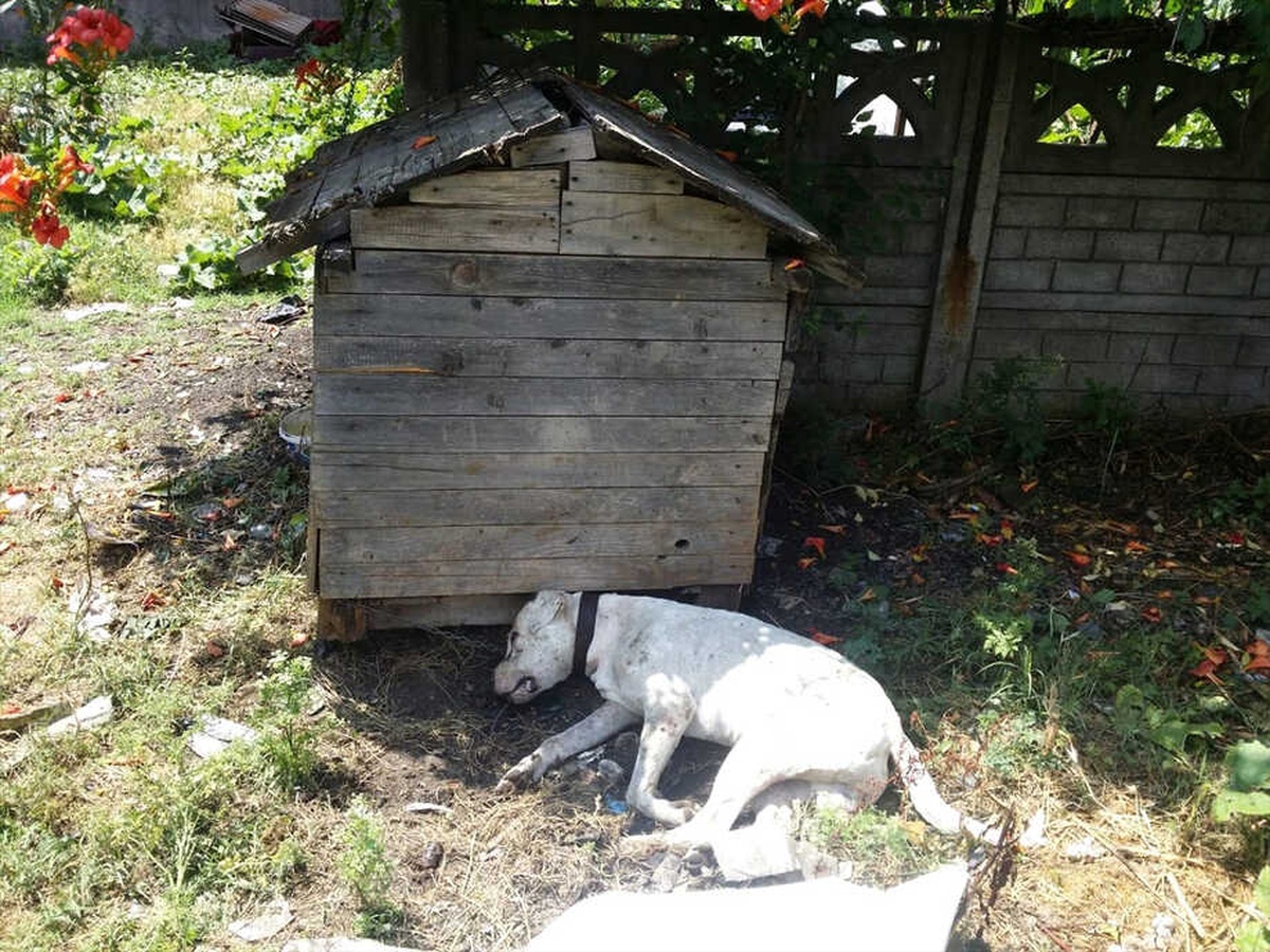 Dogo Cinsi Köpek Kulübesinde Öldürülmüş Halde Bulundu