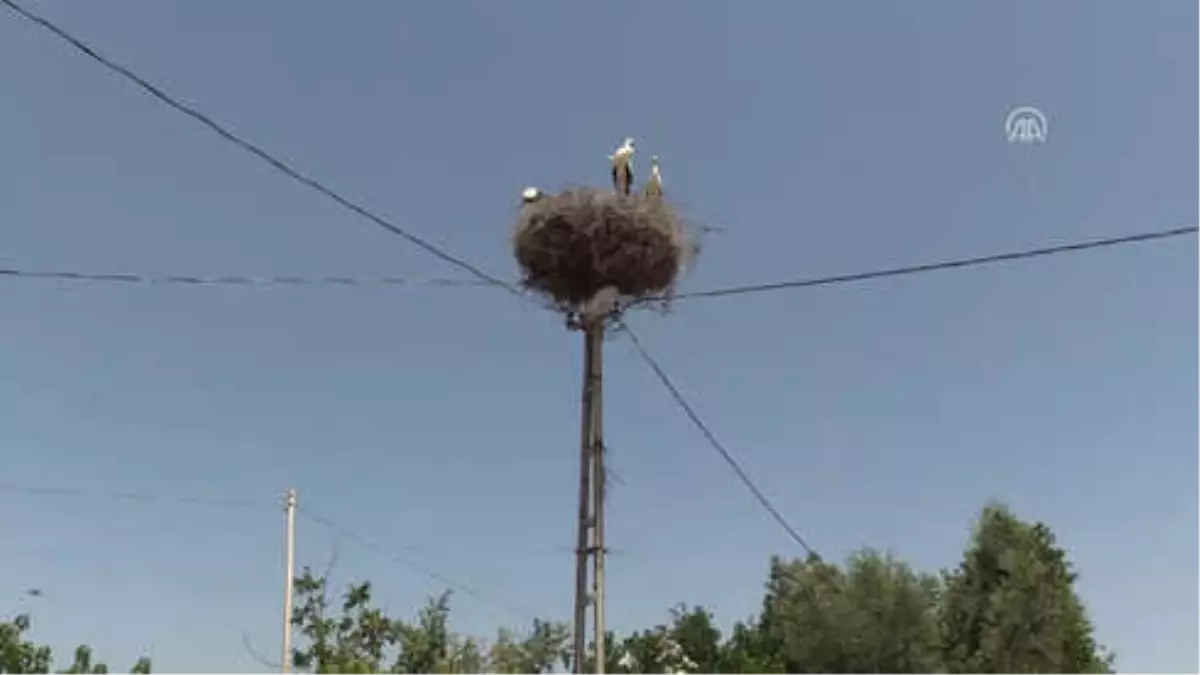 Elektrik Direği Leyleklere Yuva Oldu