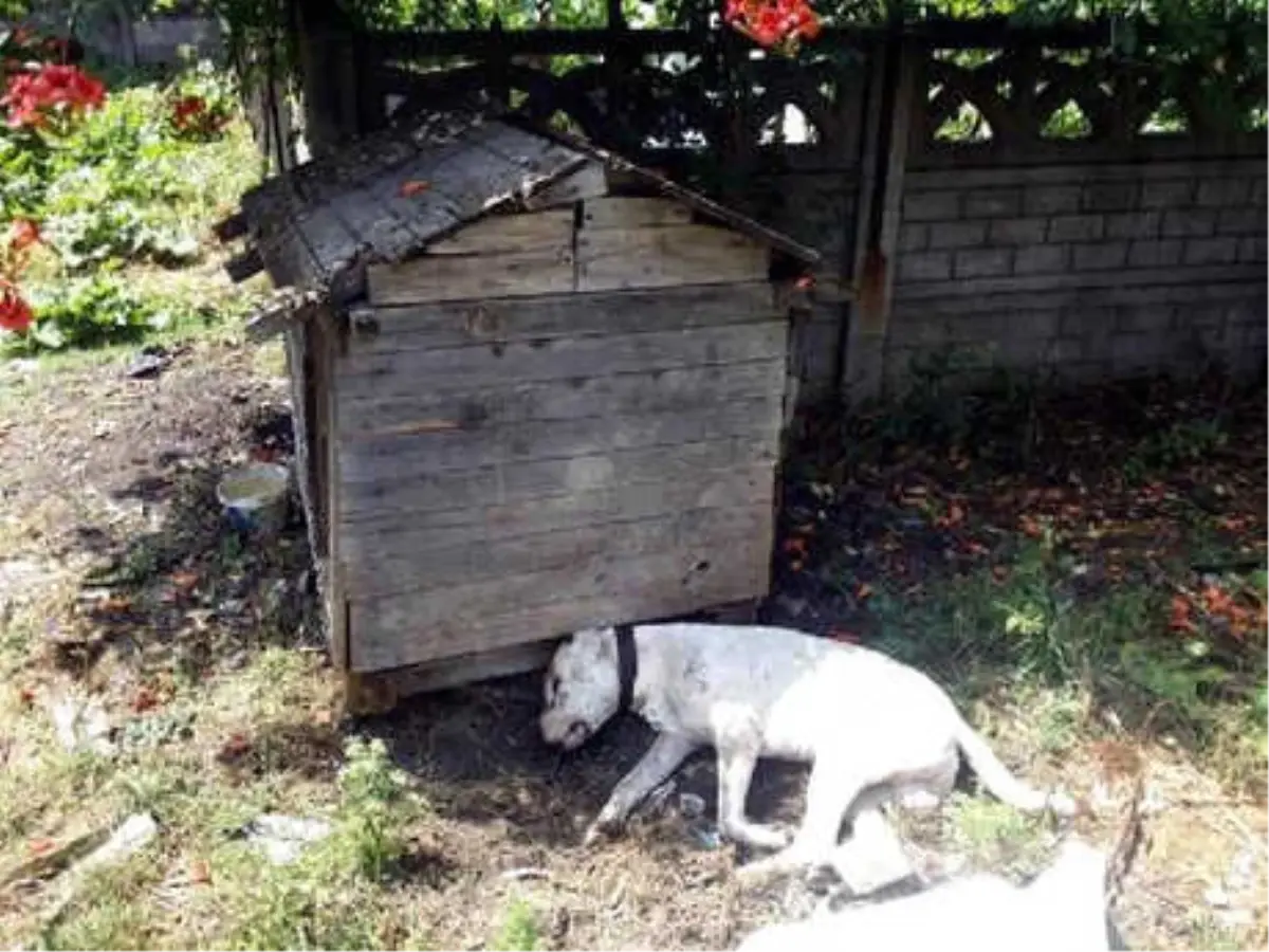 Köpeğinin Susturuculu Tabancayla Öldürüldüğünü İddia Etti