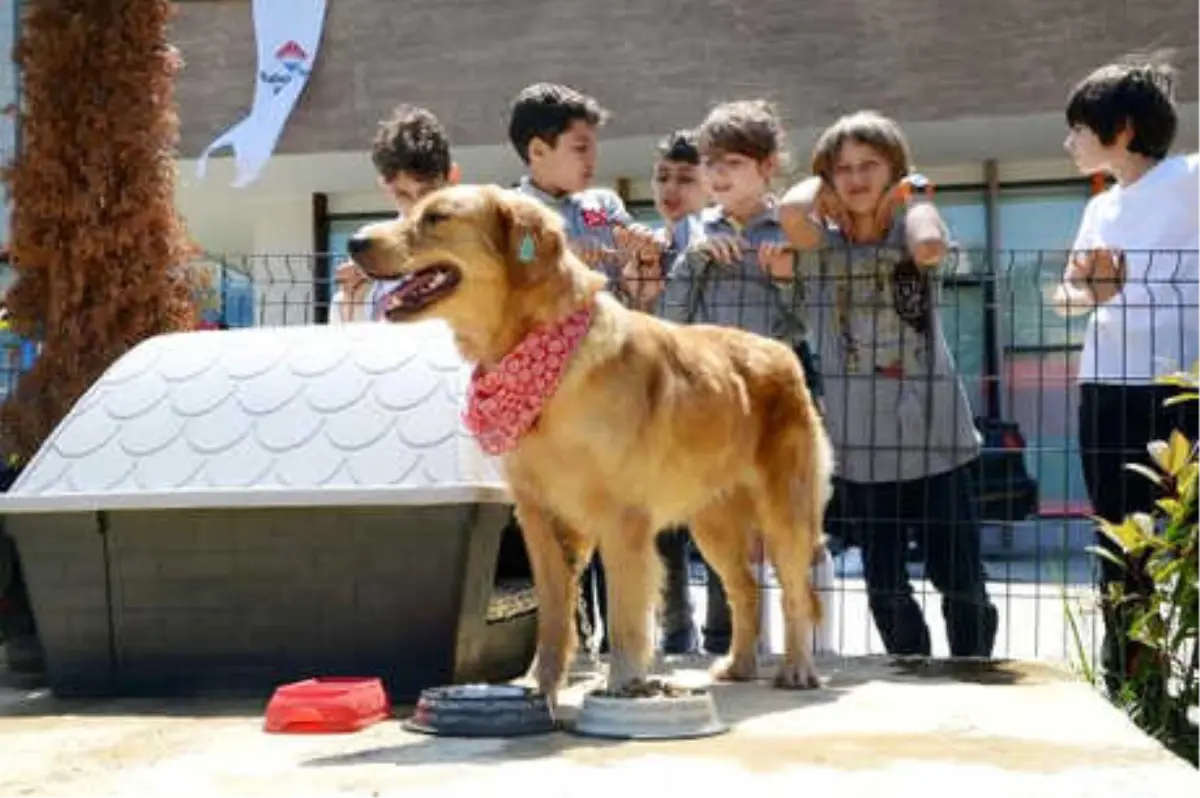 Trabzon\'da Her Okula Bir Sokak Köpeği