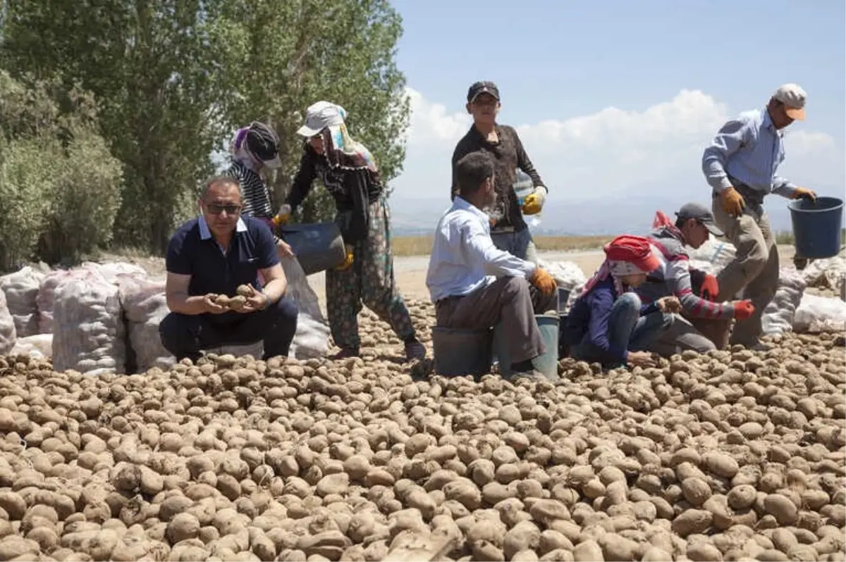 Türkiye\'deki Patates Fiyatları