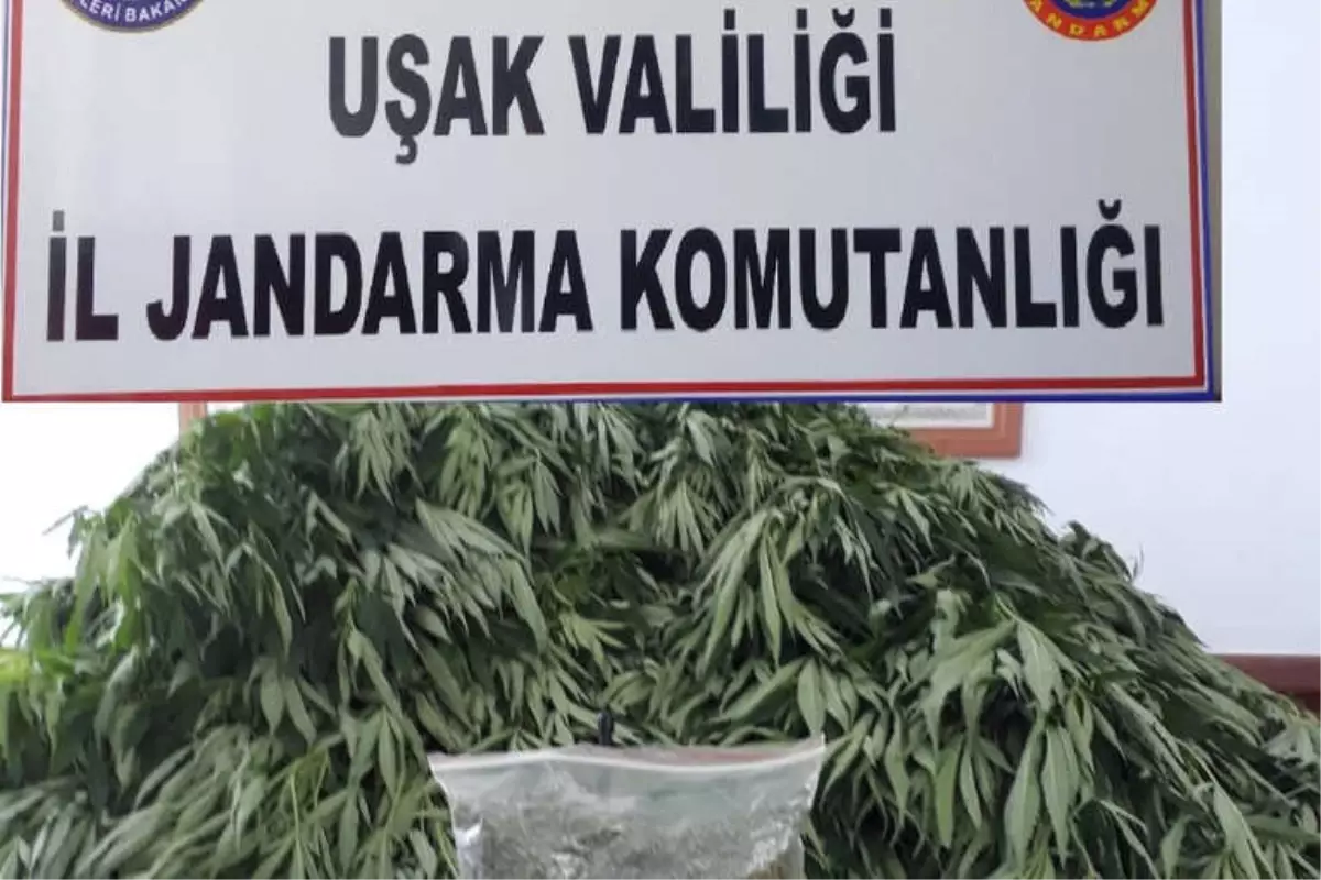 Uşak Jandarmasından Uyuşturucu Operasyonu