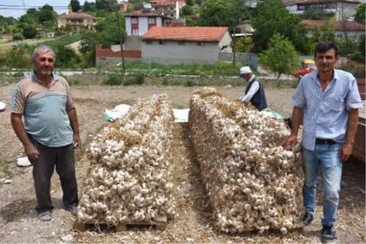 Yerli Sarımsağın Yerini İthal Sarımsak Aldı