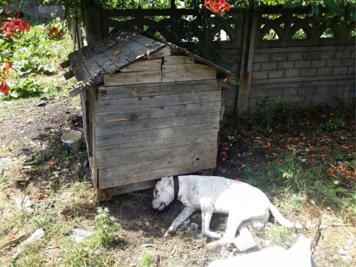 Zonguldak\'ta Vahşet: Köpeğe Susturuculu İnfaz