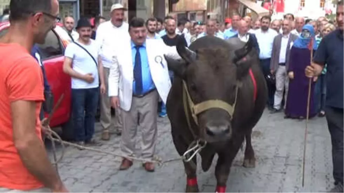 Artvin Kafkasör Festivali, Boğalı Kortej Yürüyüşü ile Başladı