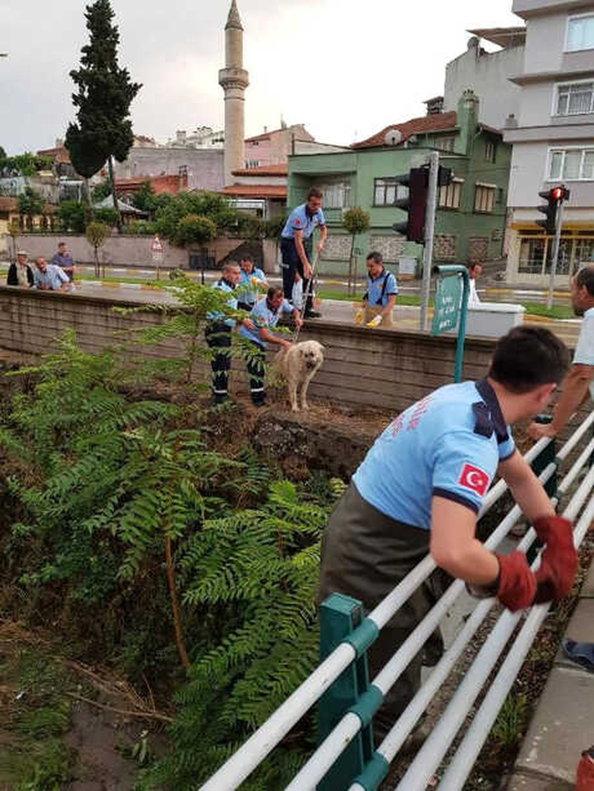 Balıkesir\'de Yağışta Mahsur Kalan Hayvanlar Kurtarıldı