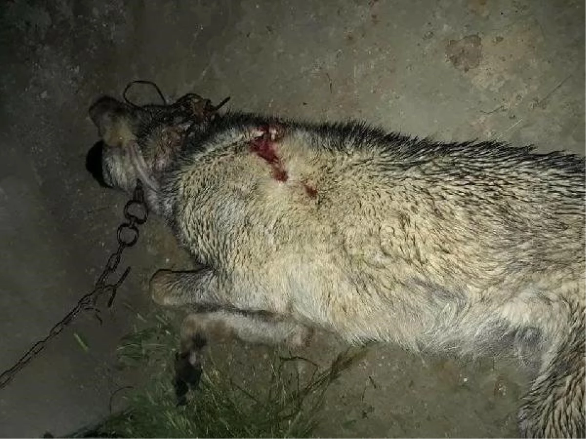 Gebe Çoban Köpeği Tüfekle Öldürüldü