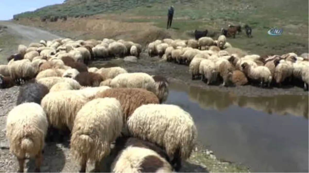 Muş\'ta Koyunlar Kırkılmaya Başlandı