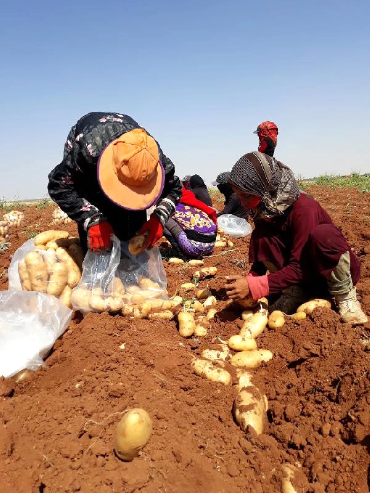 Suriye\'den Türkiye\'ye Gelen Patateslerin Hasadı Sürüyor