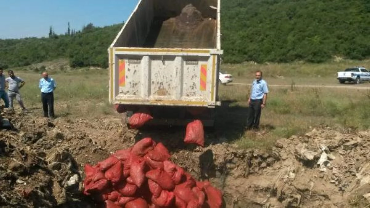 4 Bin 125 Kilo Kaçak Midye Ele Geçirildi