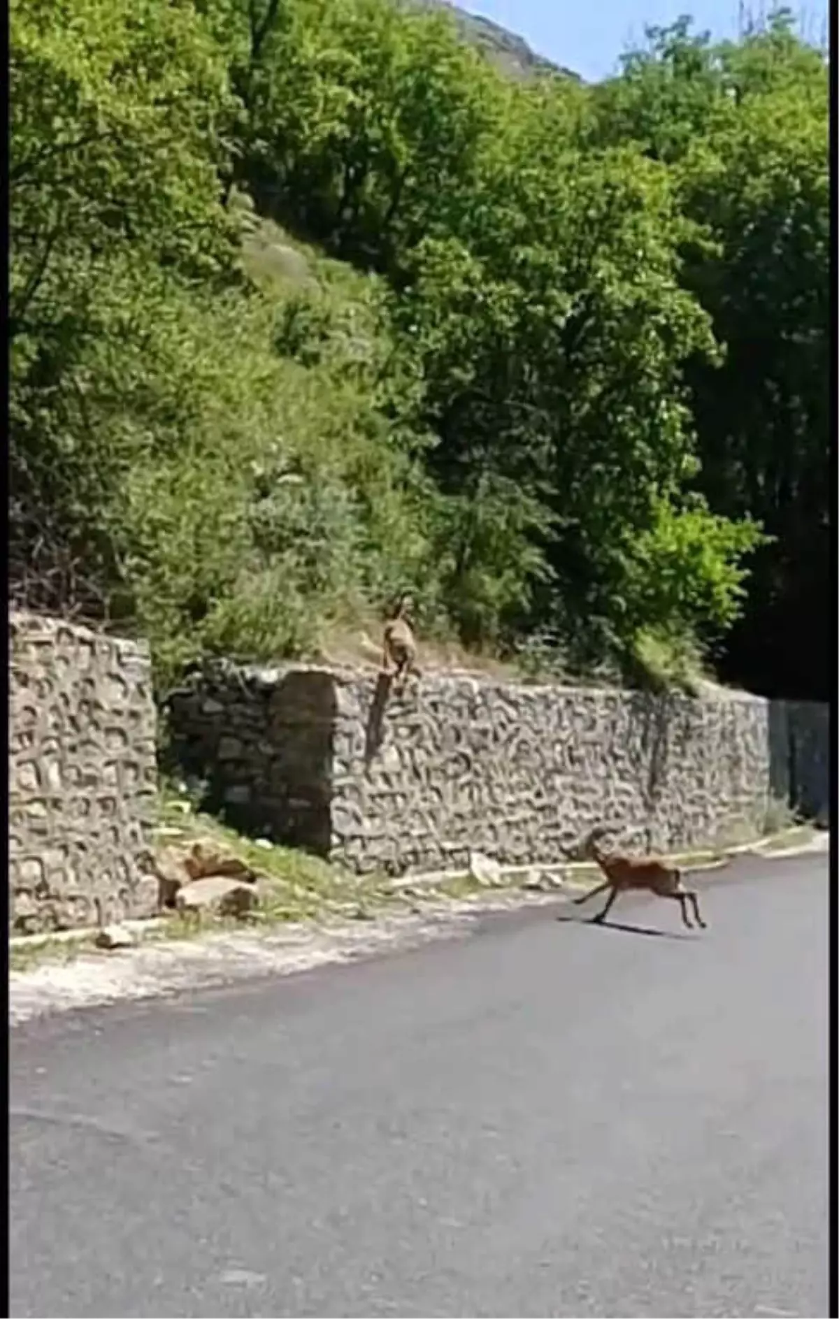 Dağ Keçileri Şehre İndi