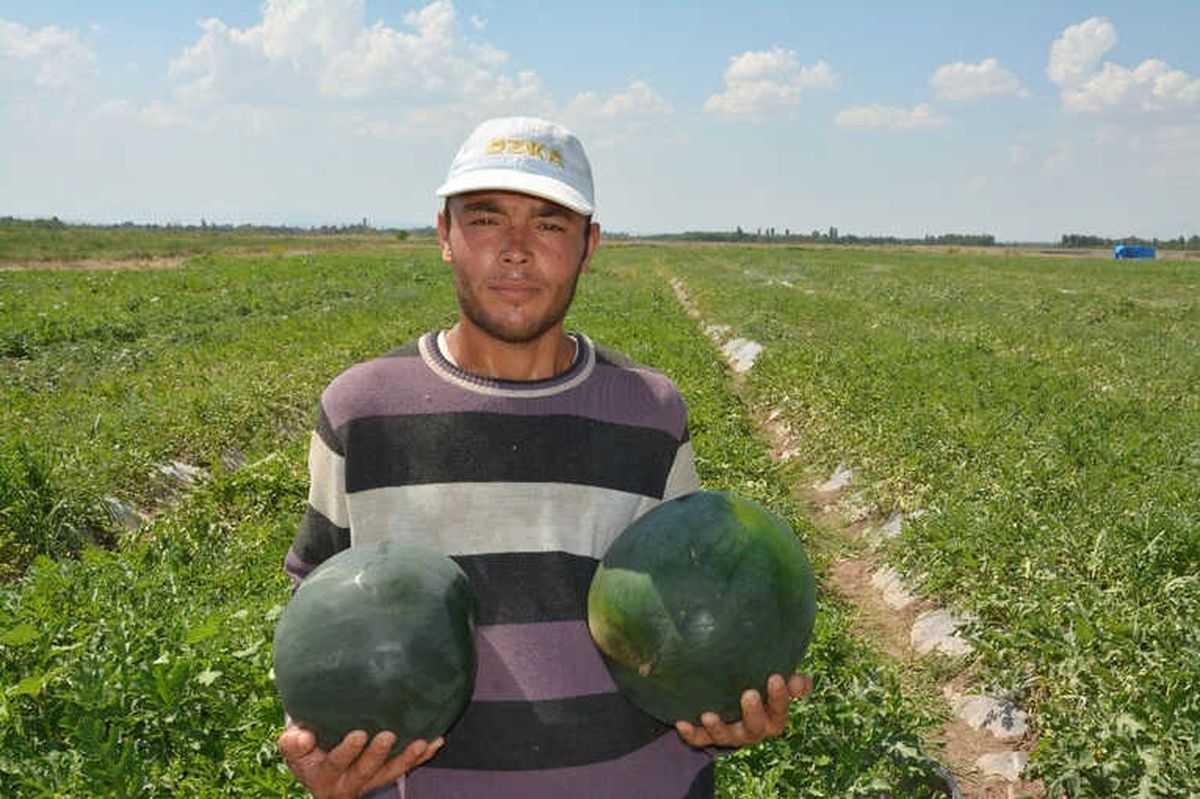 Iğdır\'da Örtü Altı Karpuz Hasadı Başladı