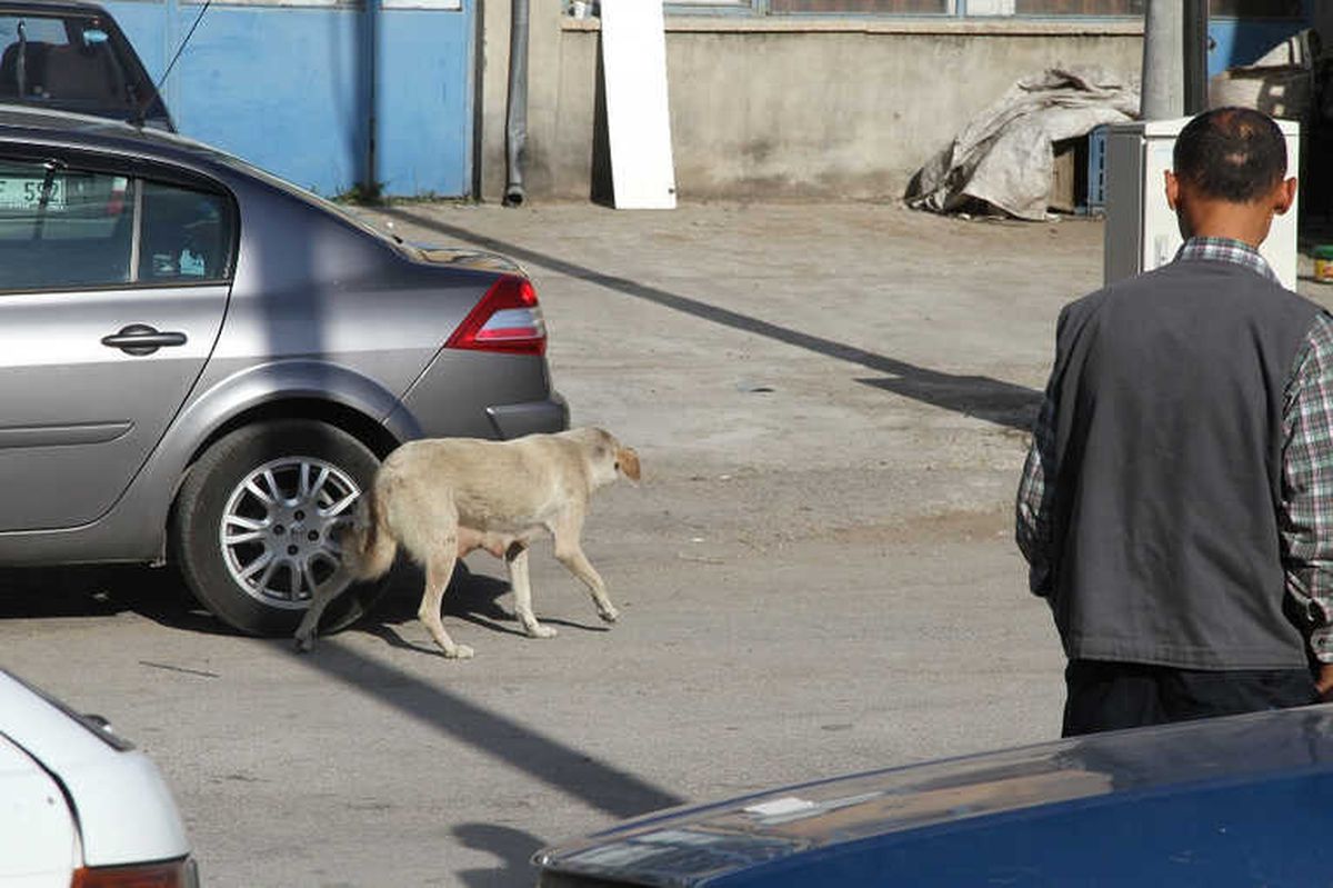 Isparta\'da Av Tüfekli Köpek Katliamı