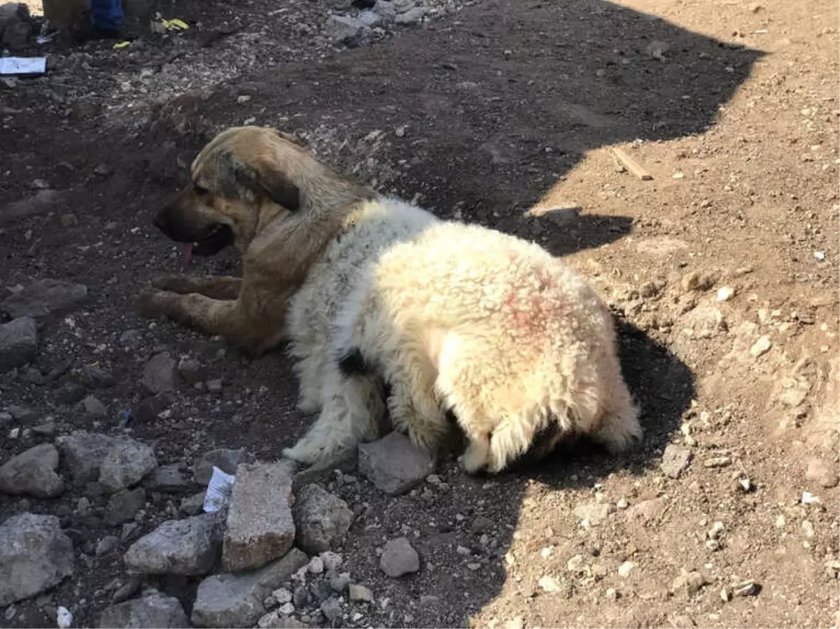 Köpeğe Kuzu Postu Giydirdiler