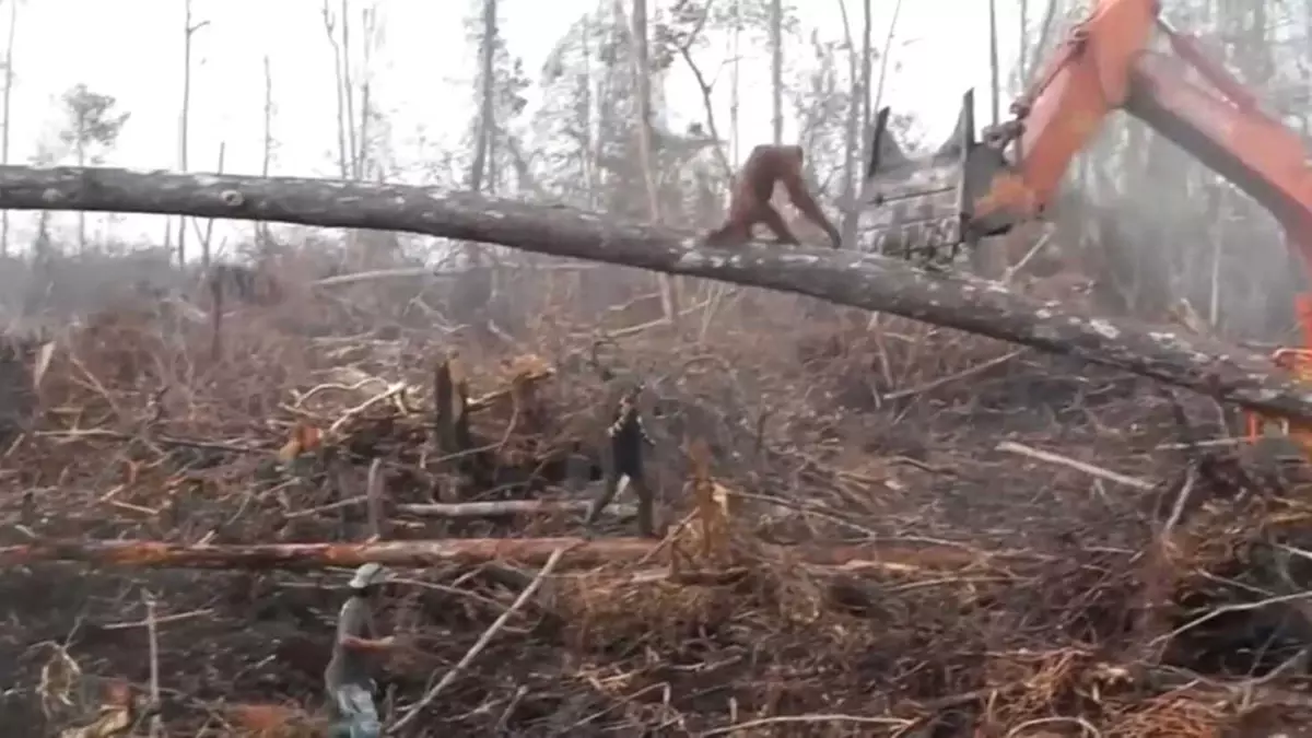 Yaşam Alanını Savunan Orangutan İş Makinesine Saldırdı