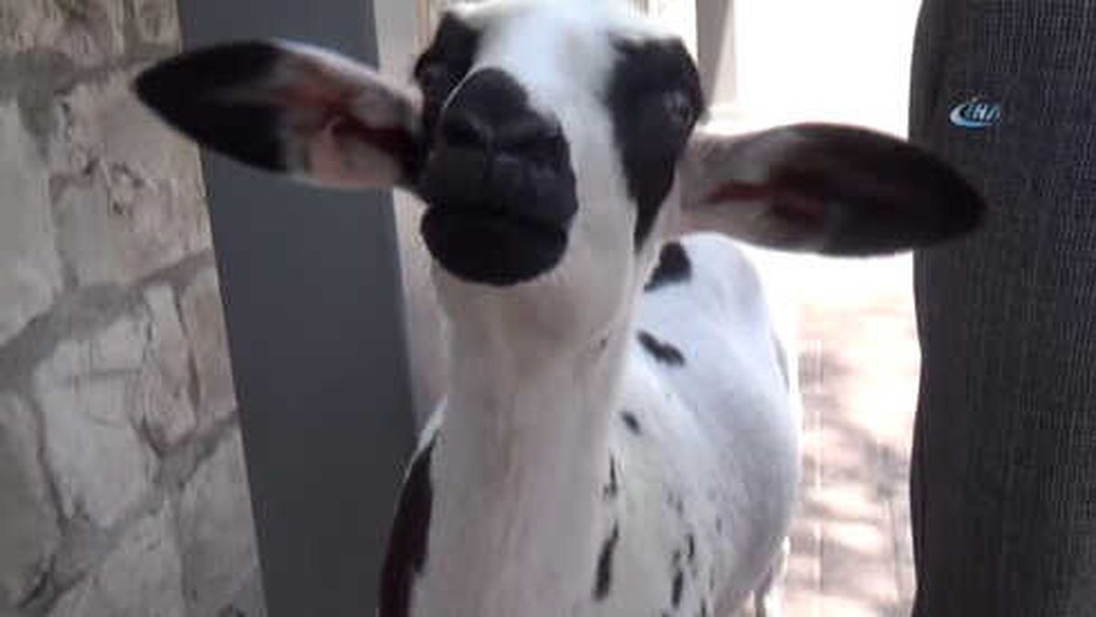 Annesi Ölen Kuzuyu Sahiplendi, Hiç Yanından Ayrılmıyor