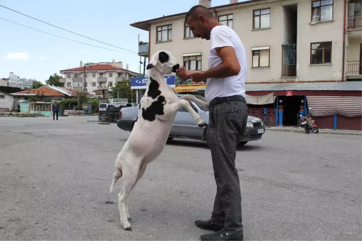 Annesi Ölen Kuzuyu Sahiplendi, Hiç Yanından Ayrılmıyor