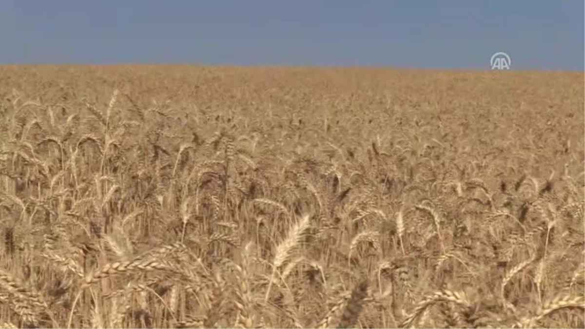 Buğday Hasadı Diyarbakırlı Çiftçinin Yüzünü Güldürdü