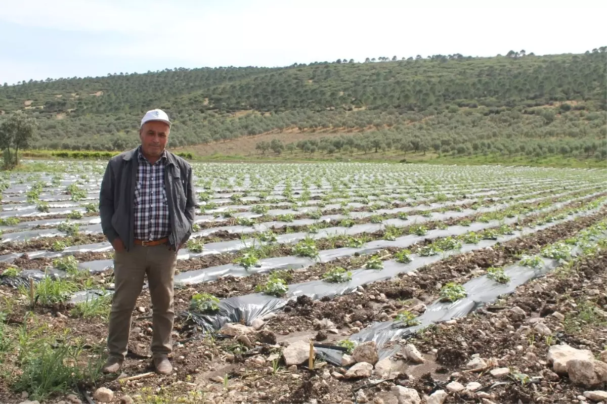 Kavun Üreticisi Hasat İçin Gün Sayıyor