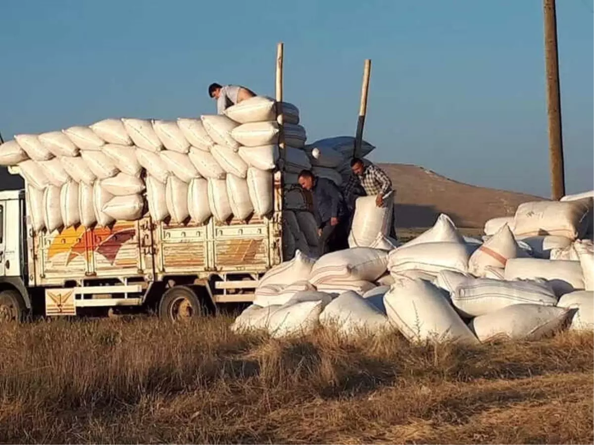 Saman Fiyatı Arpa ve Buğday ile Yarışıyor