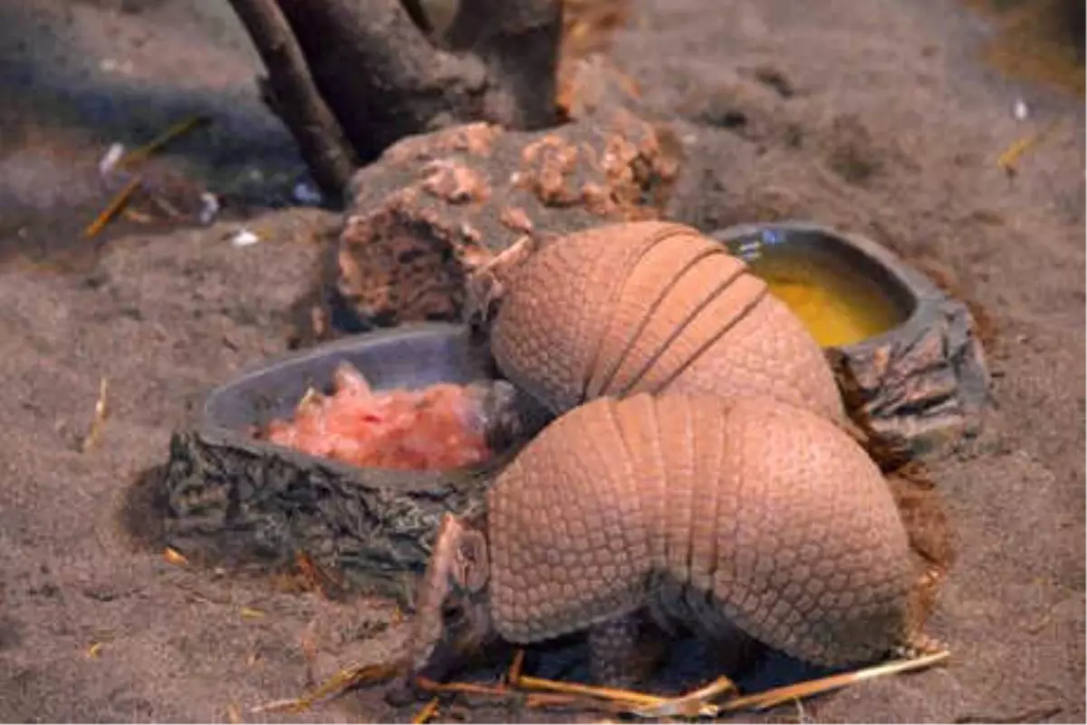 Wild Park\'a Armadillo Geldi