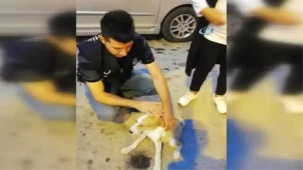 Yaralı Sokak Köpeğine Zabıta Sahip Çıktı