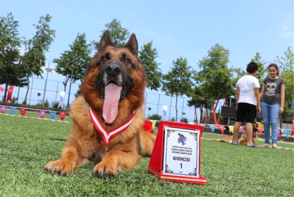 Alman Kurdu Köpekler Yarıştı, \'Zibbo\' Birinci Oldu