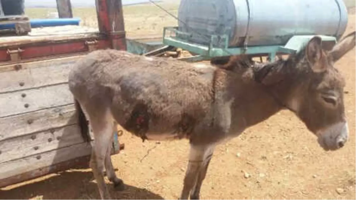 Gürültü Yapıyor Diye Komşu Çiftlikteki Eşeği Tüfekle Yaraladı