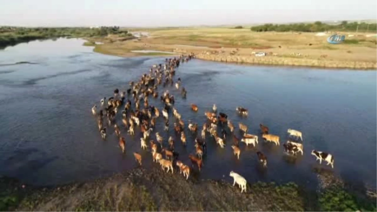 Hayvanları Sıcağın Etkisinden Korumak İçin Nehirden Geçiriyorlar