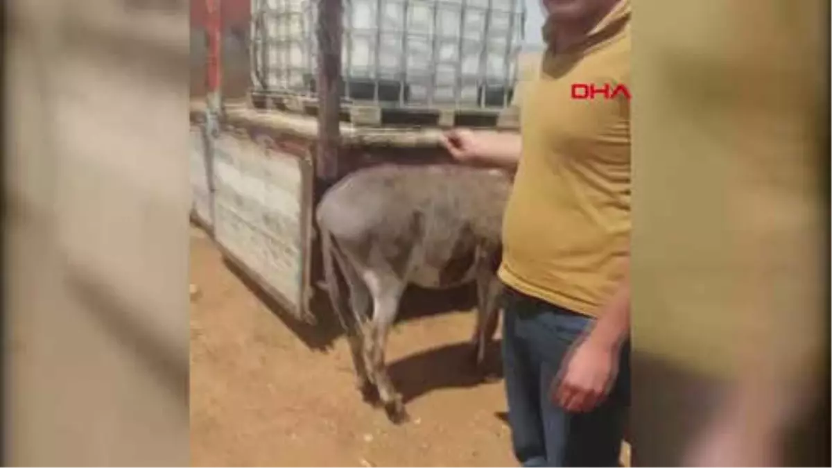 Konya Gürültü Yapıyor Diye Komşu Çiftlikteki Eşeği Tüfekle Yaraladı Hd