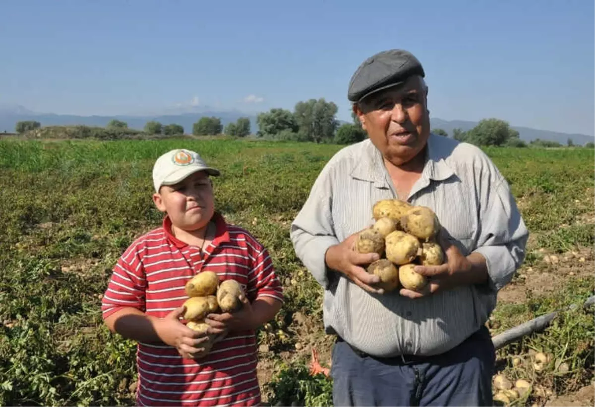 Sandıklı\'da Yeni Mahsul Patates Hasadı Başladı