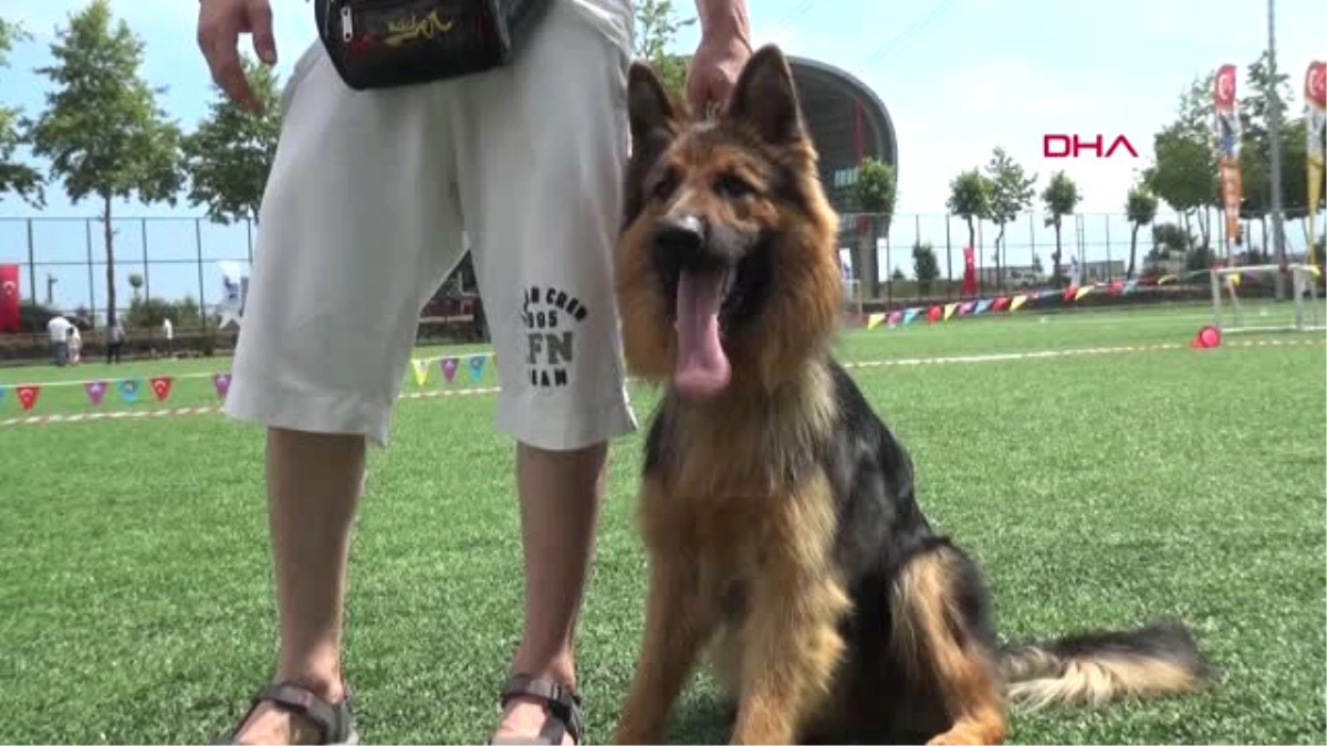 Trabzon Alman Kurdu Köpekler Yetenekleri ile Yarıştı, \'Zibbo\' Birinci Oldu Hd