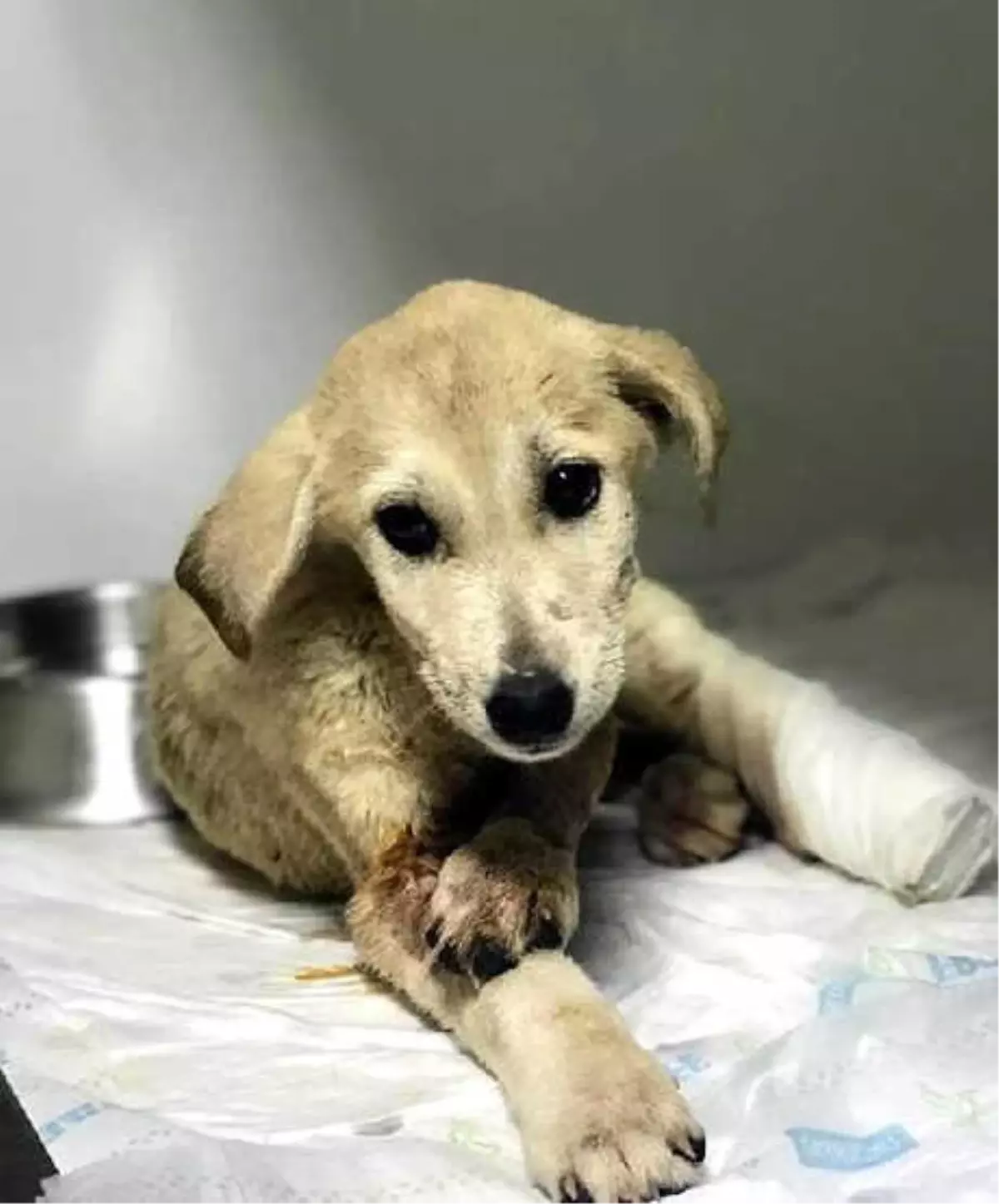 2 Aylık Yavru Köpeğin Av Tüfeği ile Yaralanmasına 1 Gözaltı