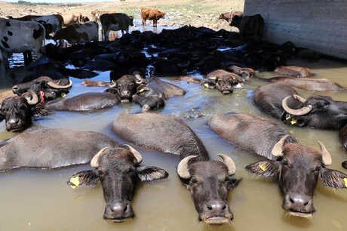 49 Derece Sıcaktan Etkilenen Hayvanlar Sudan Çıkmıyor