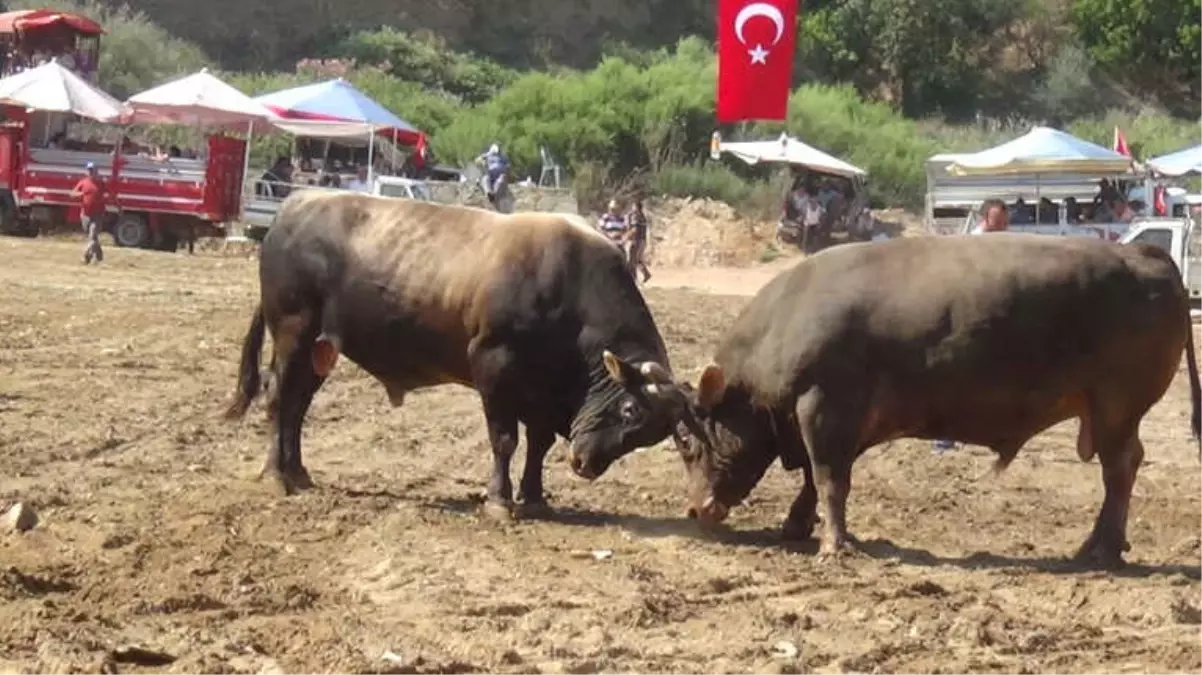 Aydın\'da Boğa Güreşleri Sezonu Başladı