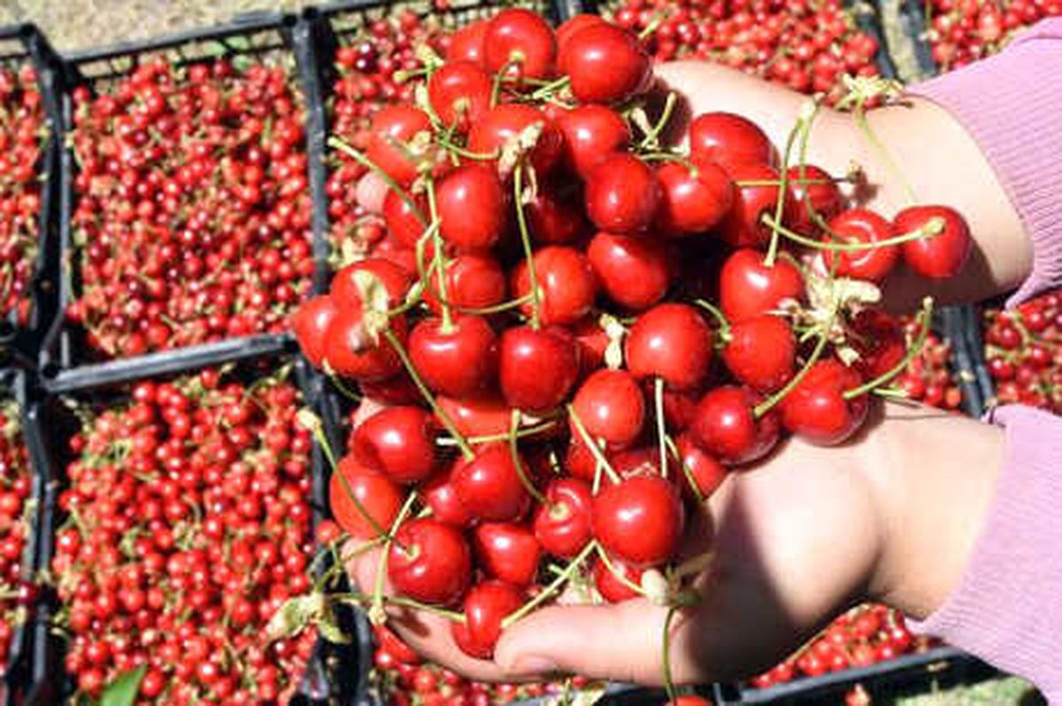 Hobi Olarak Başladı Şimdi 10 Ton Ürün Elde Ediyor