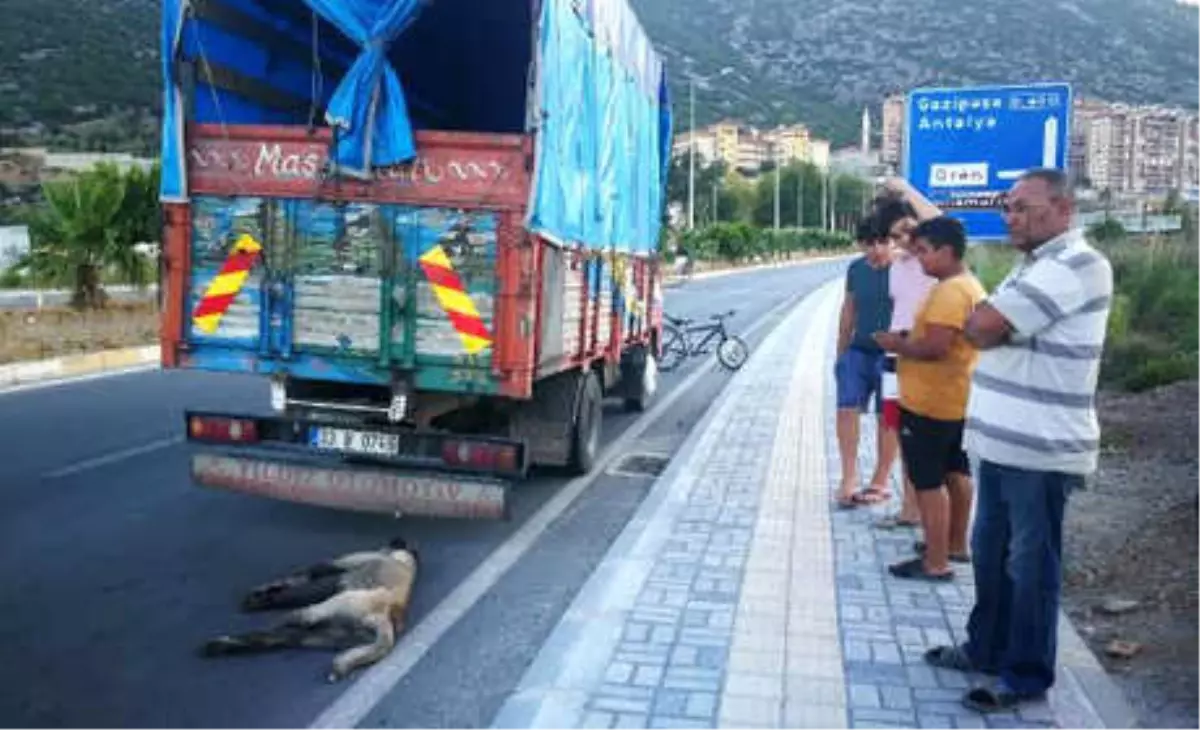 Köpeği Kamyonla Sürüklediği İddia Edilen Şoför: Kasadan Atlamış