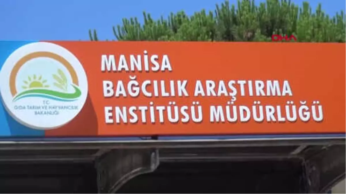 Manisa- Türkiye\'nin Üzüm Ambarında Hasat Başladı
