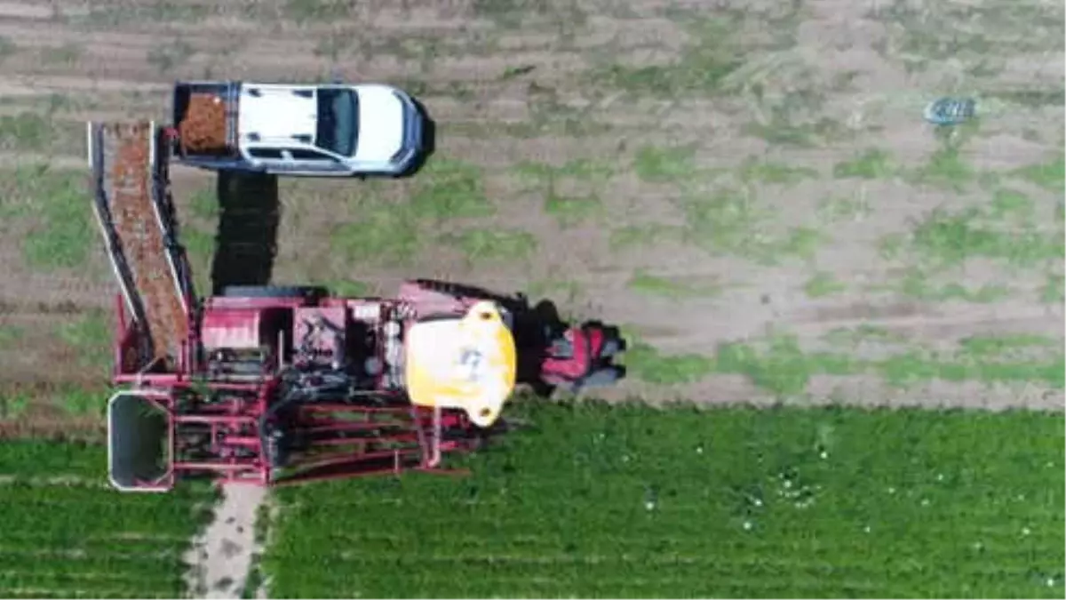 Mayıs Ayının Zam Şampiyonu Havuçta Hasat Yapılıyor