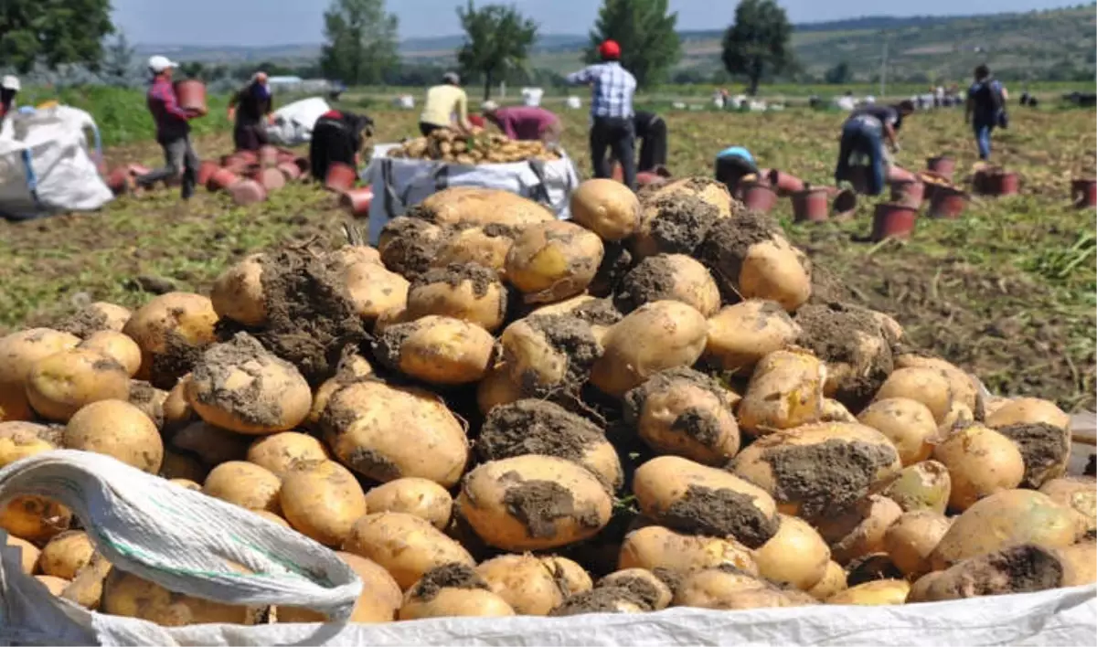 Patates Hasadı Yüzleri Güldürdü