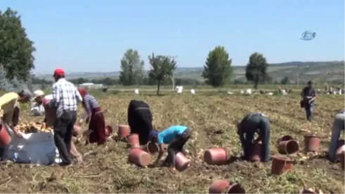 Patates Hasadı Yüzleri Güldürdü