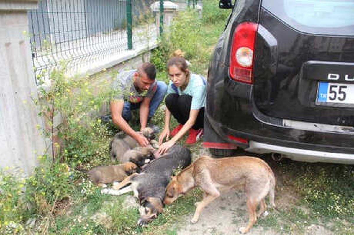Taksinin Çarptığı Köpeğe Sahip Çıktılar